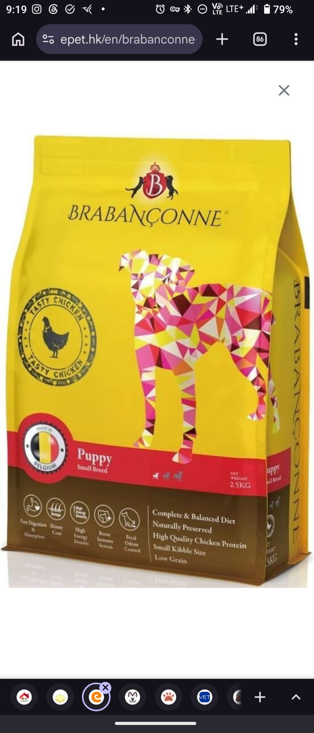 Brabanconne Puppy Small Breed