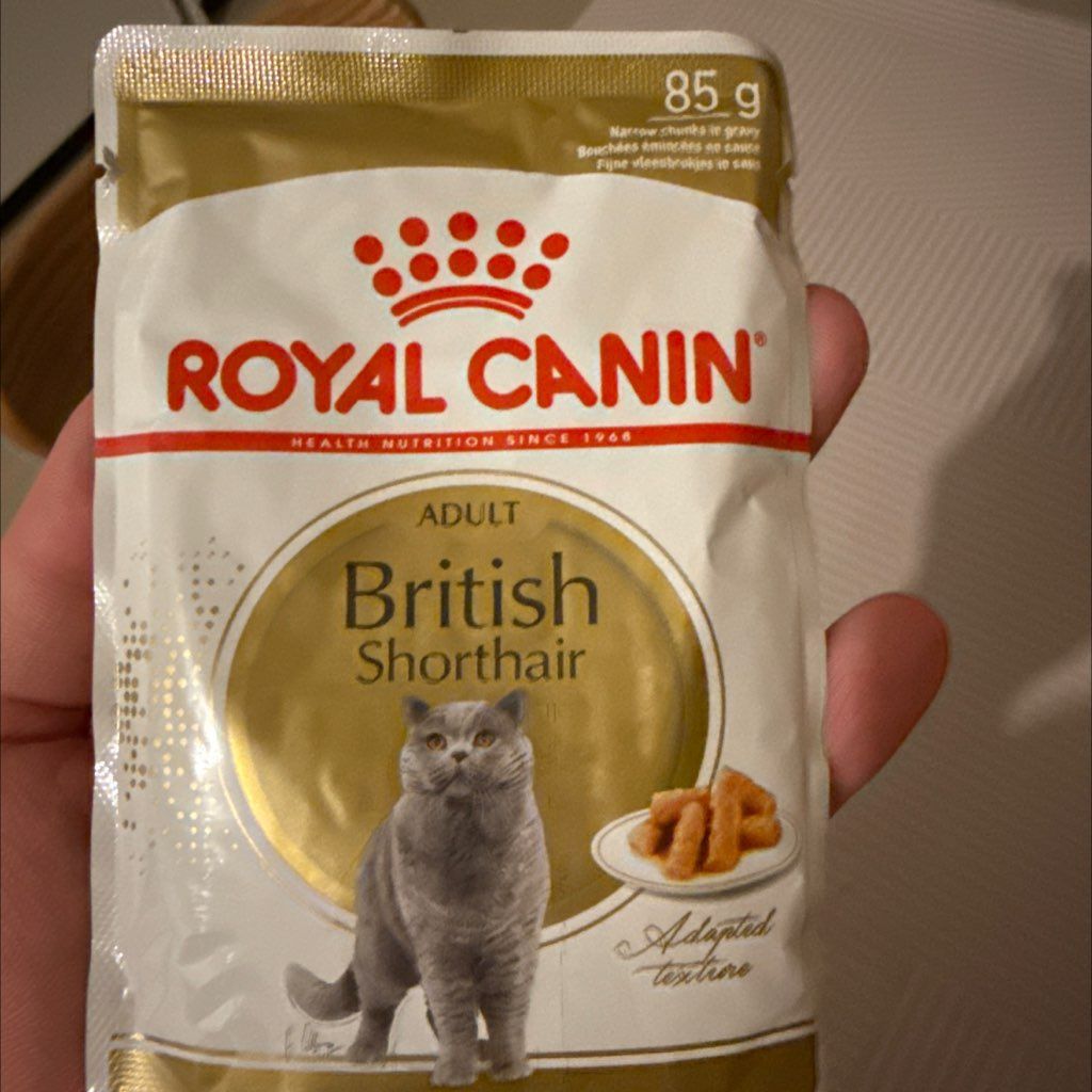 Adult British Shorthair
